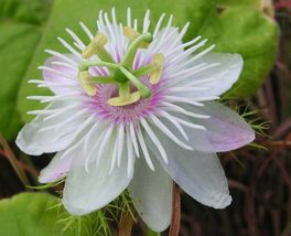 Shipped From Us 10 Passiflora Foetida Bush Passion Fruit Seed, BR07 - £31.89 GBP