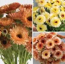 Fresh Seeds 40 Calendula Mix seeds - $9.18