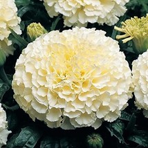 35 Seeds American Marigold Eskimo White Annual Flower - £13.82 GBP