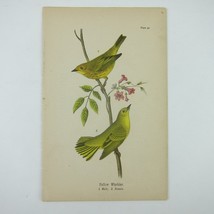 Bird Lithograph Print Yellow Warbler after John James Audubon Antique 1890 - $19.99