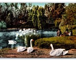 Swans at Eastlake Park Los Angeles California CA DB Postcard T1 - $3.91
