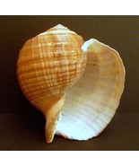 Giant Pacific Tun Olearium 8 - 9&quot; shell large huge seashell beach ocean ... - $929.79 MXN