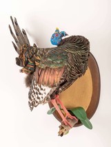 Stuffed Brand New Oscellated Turkey (Meleagris Ocellata) taxidermy mount... - $1,400.00