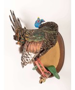 Stuffed Brand New Oscellated Turkey (Meleagris Ocellata) taxidermy mount... - £1,108.72 GBP