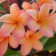 5 Light Pink Orange Plumeria Perennial Flower Seeds - $13.95
