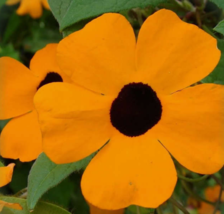30 Pc Seeds Black Eyed Susan Vine Flower, Thunbergia Alata Seeds for Planting RK - £13.18 GBP