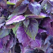 Grow In US Dark Opal Purple Basil Seeds 200+ Herb Culinary Cooking Non-Gmo - £6.89 GBP