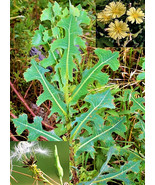 50 Wild Lettuce Seeds Lactuca Serriola Prickly Opium Lettuce Medicinal Herb - £6.43 GBP