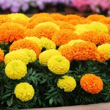 New Fresh USA Seller 130 Seeds African Marigold Orange Blooms Tagetes Erecta Haw - $9.98