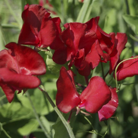 Simple Pack 22 seed  Sweet Pea Winston Churchill - $7.92