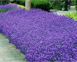 100+ Lavandula Angustifolia Munstead Aka English Lavegetablender Flower Seeds A1 - £8.32 GBP