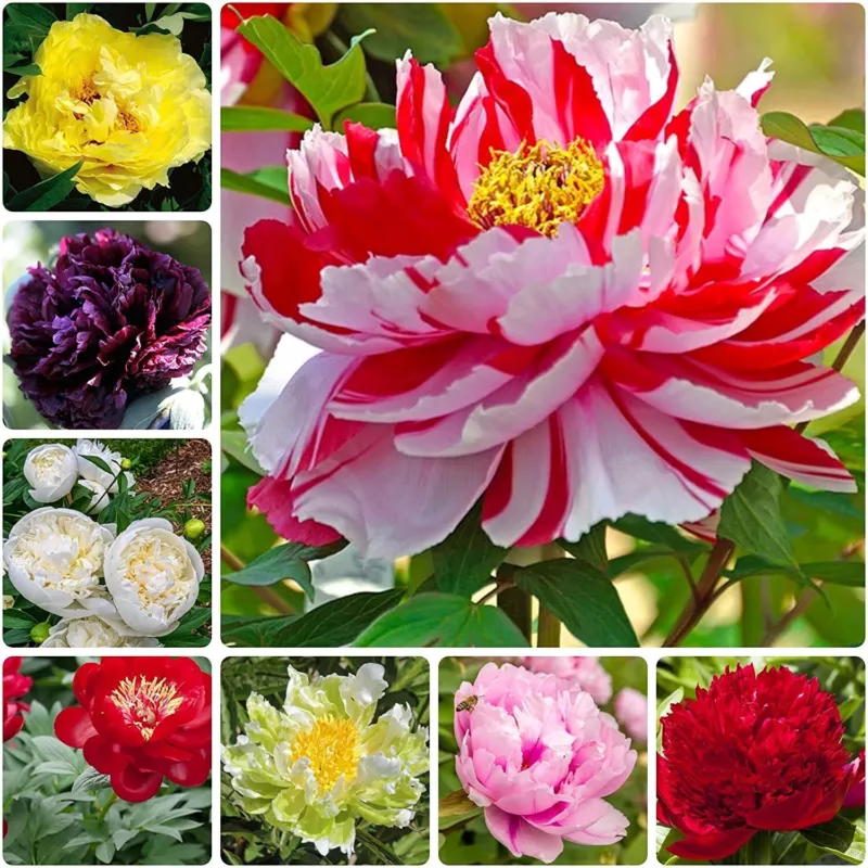 Peony Seeds 15 Seeds Mixed Colors Great for Bonsai Container or Outdoor Gr - £11.33 GBP