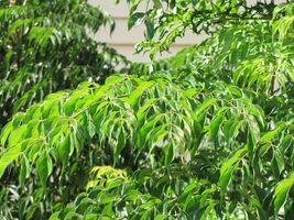 China Doll Plant  100 Seeds  Radermachera sinica - €5,05 EUR