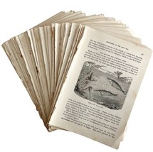 Lot Of 90 1887 Sea And Land Ephemera Pages Wood Engravings Victorian Art DWFF6 - £47.84 GBP