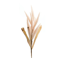 Foxtail Plume Stem (Set of 2) - $966.10 MXN