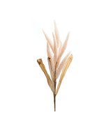 Foxtail Plume Stem (Set of 2) - $964.59 MXN
