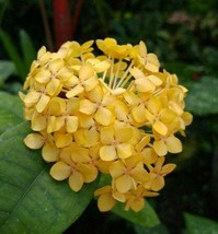 Ixora Yellow Maui Sunset Live plant 2-5 inches tall - £23.64 GBP