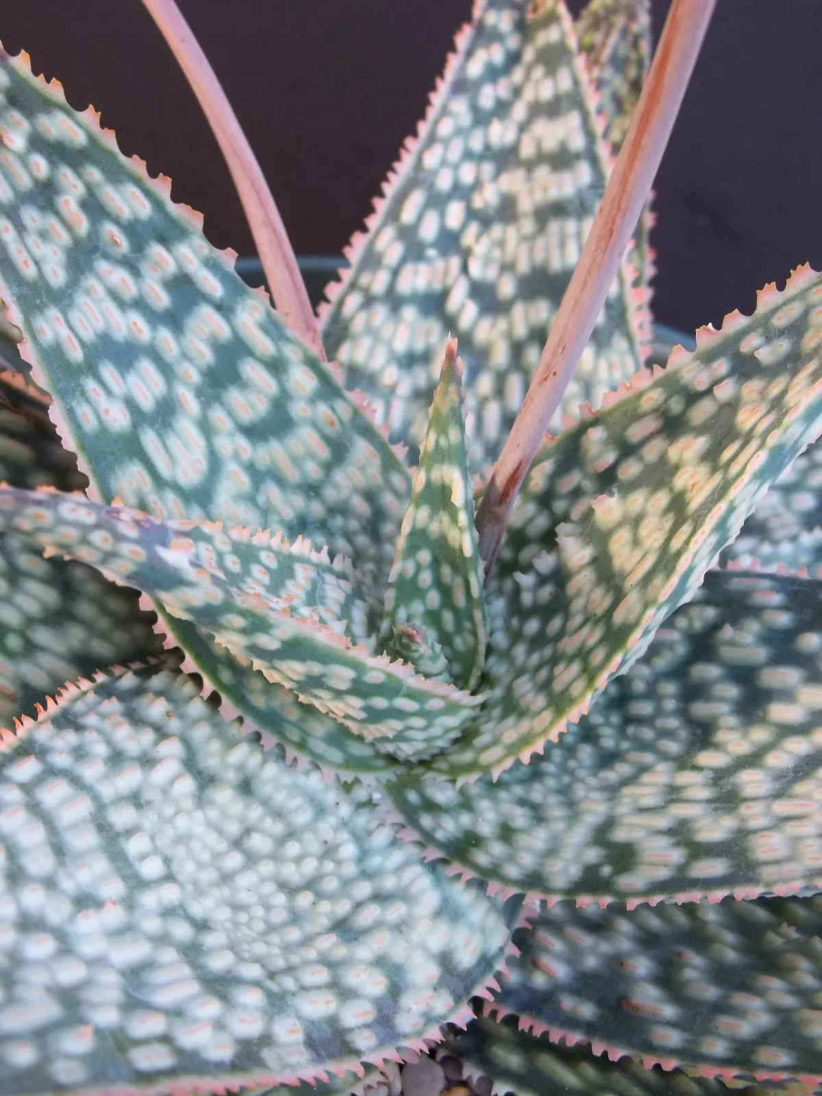 Aloe cultivar MARMALADE exotic hybrid rare color succulent cactus seed 1... - $29.43