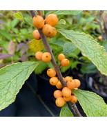 Ilex Verticillata Golden Verboom Yellow Fruit Winterberry 1 Gallon Pot S... - $1,079.00