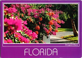 90&#39;s Florida Bougainvillaea Pink Flower Blooms Postcard John Hinde Curte... - $5.99