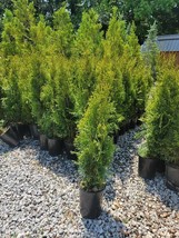 1 pcs Emerald Green Arborvitae Tree Thuja Live Plant 2.5 Quart - £56.61 GBP
