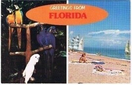 Florida Postcard Greetings From Florida Parrot Birds Sailboats Beach - £2.20 GBP