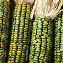 USA Seller Oaxacan Green Dent Ornamental Corn Seeds Green Blue Gold Mix Indian M - $13.95