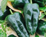 100 Seeds Ancho Poblano Grande Pepper Seeds Non-Gmo Heirloom Fresh Fast ... - £7.22 GBP