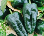 100 Seeds Ancho Poblano Grande Pepper Seeds Non-Gmo Heirloom Fresh Fast ... - $8.99