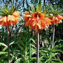 Red Yellow Imperial Crown Fritillaria Imperialis Lutea, 200 pcs SEEDS D - £10.73 GBP