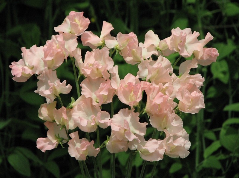 SMX 25 Heaven Scent Sweet Pea Seeds Flower Annual Bee Butterfly Indoor G... - $10.46