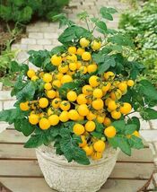 15 Pot-O-Gold Micro Dwarf Tomato Seeds  - $3.99