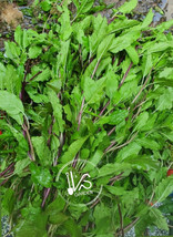 Item image 1 image 1