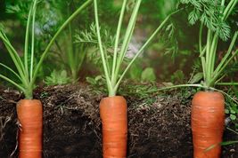 400 Seeds of Carrot Scarlet Nantes USA Grown - £14.45 GBP