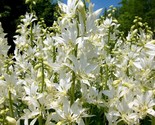 White Gas Plant {Dictamnus albus albiflorus} Showy 5 seeds - $5.59