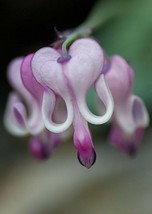 Share 25 purple white bleeding heart seeds flowers seed perennial flower thumb200