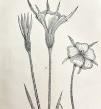 Corn Cockle Flower Lychnis Drawing Victorian 1887 Art Print Agriculture DWT9C - £19.66 GBP