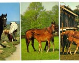 3 Alfred Mainzer Horses  with Foals Postcards - $9.90