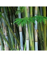 50 seeds Emperor&#39;s Blue Bamboo, Bambusa chungii Tropical Privacy Plant - €9,52 EUR