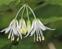 10 Hookers Fairybells Drops Of Gold Prosartes Disporum Hookeri Flower Seeds Fres - £8.07 GBP