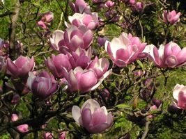Flowering Shrub Live Established - Saucer Magnolia Tree - 3 Plants in 3.... - $77.99