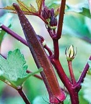 Okra Seed, Red Burgandy, Heirloom, Organic, Non Gmo, 25+ Seeds, Garden Okra Seed - £2.38 GBP