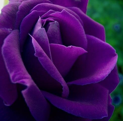 Purple roses seeds- 20 seeds - code 004 Item image 2