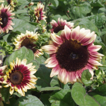 Double Dandy Hybrid Sunflower Ornamental 15 PCS Seeds - $11.17 CAD