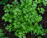 SDC Chervil Curled Seeds Herb Fine Leaves Mild Flavor Easy Grow - $14.20