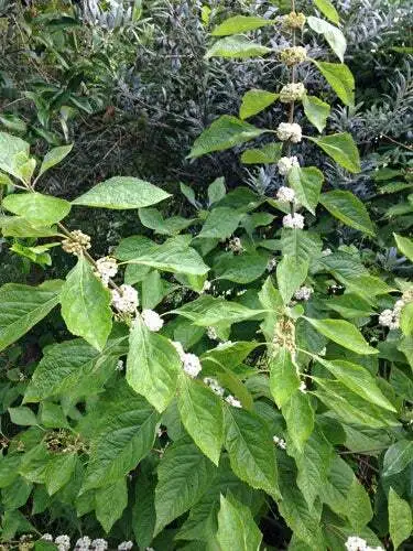 Callicarpa Dichotoma &#39;Albifructus&#39; White Beautyberry 25 Seeds Garden - $26.08