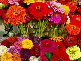 301+GIANT Dahlia Zinnia Mix Cut Flowers Seeds Summer Garden Container Fast Easy - £10.27 GBP