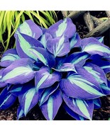 LimaJa Blue Hosta Two Tone Leaf Plant Flower Garden Planting 25 Seeds - £8.61 GBP