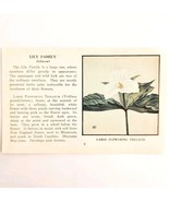 Flowering Trillium Wild Flower 1932 Antique Color Plate Print Irving Law... - $456.87 MXN