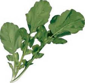SR Lettuce Seed, Arugula Roquette Greens, Heirloom,  Non Gmo,  25+ Seeds - $3.29